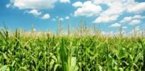 farming