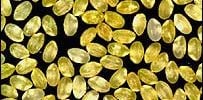 golden rice