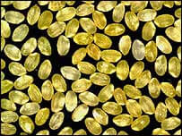 golden rice