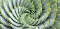 biomimicry