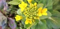 Canola Flower