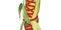 fight the gm food scare