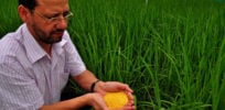 GoldenRiceIRRI x