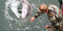 px Military trained dolphin