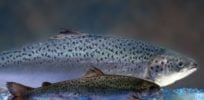 AquaBounty Lawsuit just another attempt to delay commercialization of GE salmon strict xxl