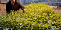 Rose scented trees? Genetic modification could create safe chemical factories