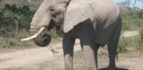 Ferris Tanzania x