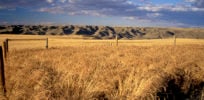 o MONTANA WHEAT facebook