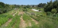 px UCSC farm