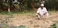 Bangladeshi Bt Brinjal trial fails