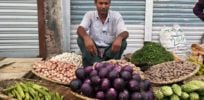 Bt brinjals on the market