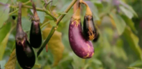 Brinjal