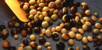 px Soybeanvarieties