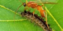 px Aleiodes indiscretus wasp parasitizing gypsy moth caterpillar