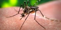 Aedes aegypti CDC Gathany