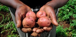 Potatoes from a Kenyan farm