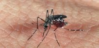 mosquito zika