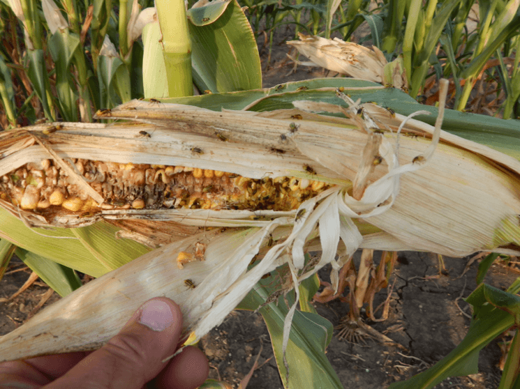 Picture corn rootworm beetles