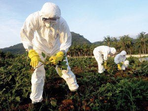 greenpeace genetically engineered eggplant x Greenpeace activists rip up Bt eggplant plants in the Philippines.