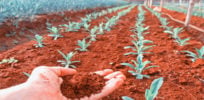 crops on mars
