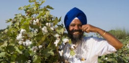 pic bt cotton punjab farmer