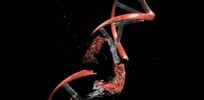 DNA damage cancer caused by ionizing radiation identified