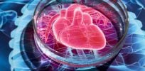 Heart c horizontal