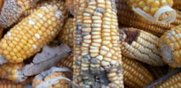 mycotoxin corn