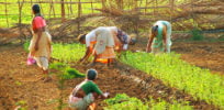 India Goa Women planting e