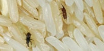 Weevils Rice Bugs
