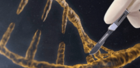 crispr
