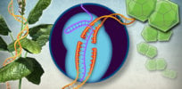 plants crispr