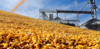 cornharvest custom c d d abc a fdfc ba f s c e