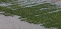 g wea flooding crops a grid x