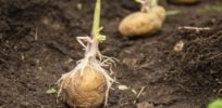 seed potatoes hero