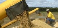 Brazil soy cultivation