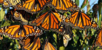 monarch