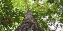 American chestnut allen breed ap