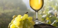 chardonnay white wine x e