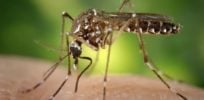 mosquito dengue