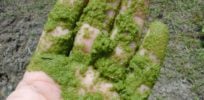 pond algae