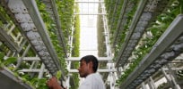 vertical farming
