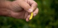 MONSANTO articleLarge