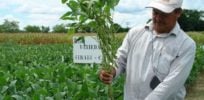 Soya en Sonora e