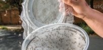 x Mosquito brazilrelease e