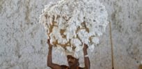 cotton