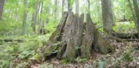 Chestnut stumps