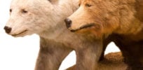 PolarBearHybridStroke LR e