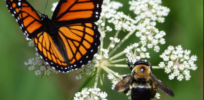 butterflyandbees
