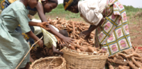 cassava